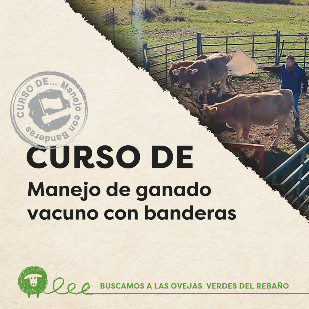 web curso banderas 1260x1260
