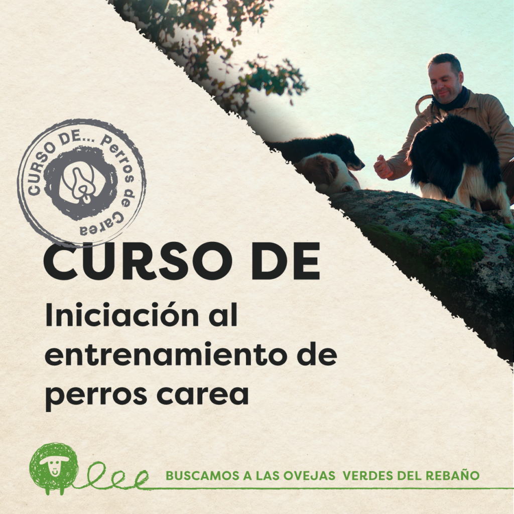 web curso carea(desempl) 1260x1260