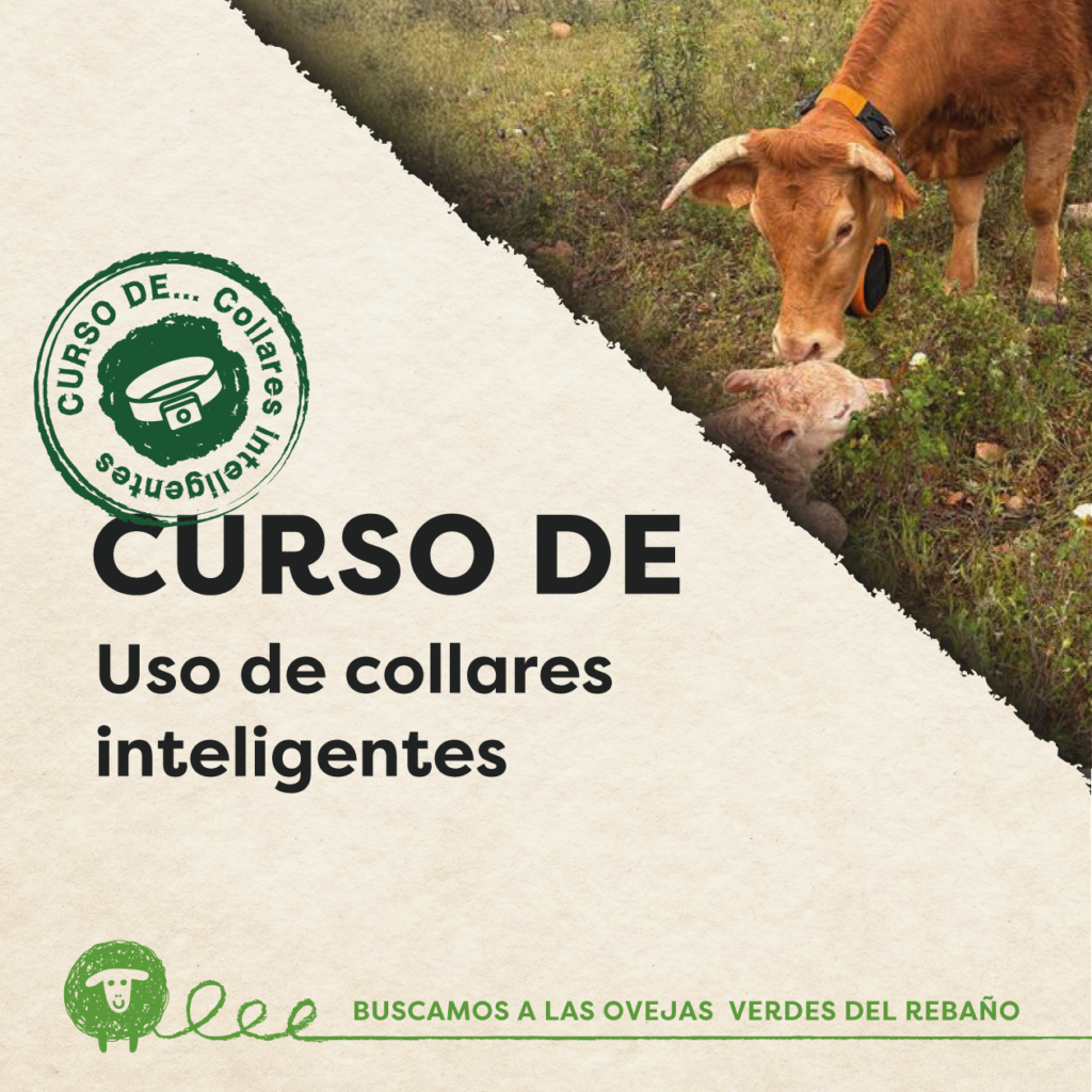 web curso collares 1260x1260
