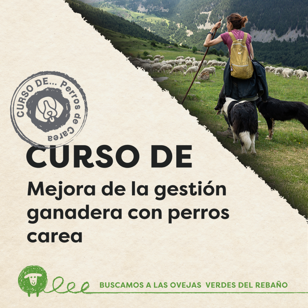 web curso perros 1260x1260
